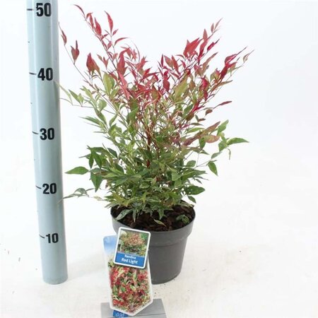 Nandina d. Red Light 20-25 cm cont. 2,0L