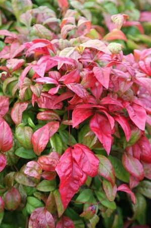 Nandina d. 'Wood's Dwarf' 30-40 cm cont. 3,0L - afbeelding 1