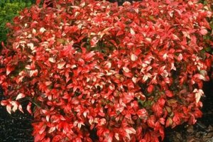 Nandina d. 'Wood's Dwarf' 30-40 cm cont. 3,0L - afbeelding 2