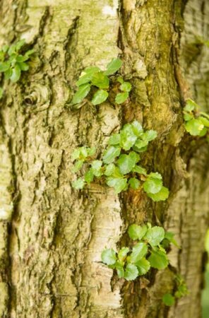 Nothofagus antarctica 175-200 cm container - afbeelding 2