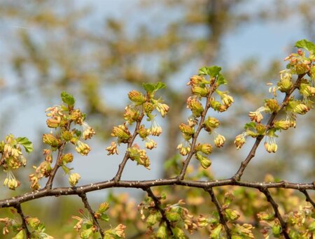 Nothofagus antarctica 175-200 cm container - afbeelding 3