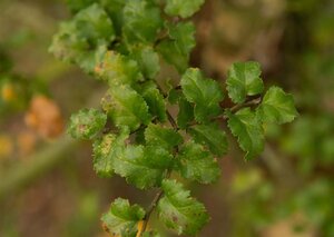 Nothofagus antarctica 175-200 cm container - afbeelding 4