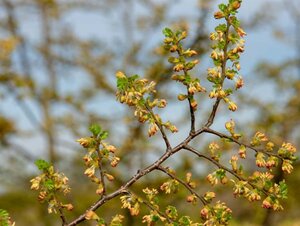 Nothofagus antarctica 175-200 cm container - afbeelding 5