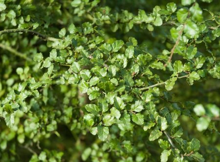 Nothofagus antarctica 175-200 cm container - afbeelding 8