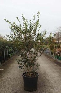 Osmanthus burkwoodii 125-150 cm cont. 25L