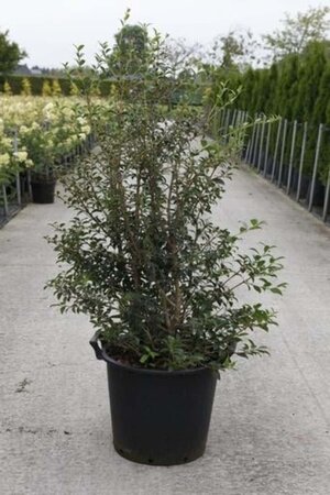 Osmanthus burkwoodii 125-150 cm cont. 30L