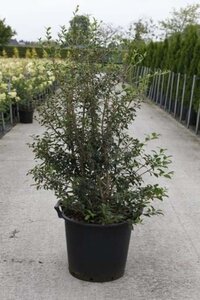 Osmanthus burkwoodii 125-150 cm cont. 30L