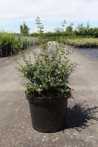 Osmanthus delavayi 40-50 cm cont. 10L