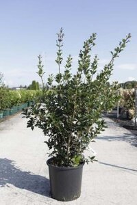 Osmanthus heterophyllus = aquifolium 100-125 cm cont. 15L