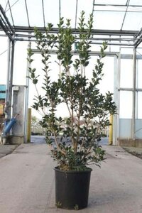 Osmanthus heterophyllus = aquifolium 80-100 cm cont. 12L