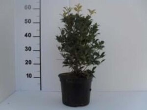 Osmanthus heter. 'Goshiki' 30-40 cm cont. 4,0L