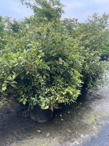 Osmanthus heter. 'Goshiki' 80-100 cm cont. 20L - afbeelding 2