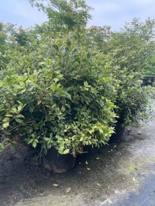 Osmanthus heter. 'Goshiki' 80-100 cm cont. 20L - image 4