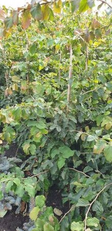 Parrotia persica 100-125 cm RB - image 1