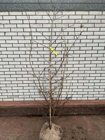 Parrotia persica 150-175 cm met kluit - afbeelding 1