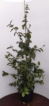 Parrotia persica 150-175 cm met kluit - afbeelding 3