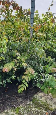 Parrotia persica 150-175 cm met kluit - afbeelding 2