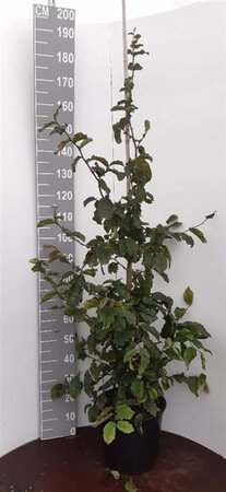 Parrotia persica 150-175 cm met kluit - afbeelding 4