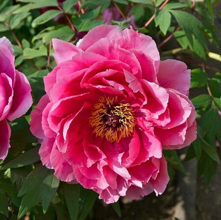 Paeonia suffruticosa geen maat specificatie cont. 3,0L