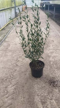 Phillyrea angustifolia 40-60 cm cont. 3,0L