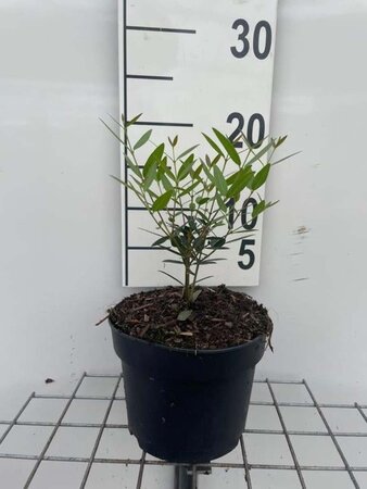 Phillyrea angustifolia geen maat specificatie cont. 2,0L