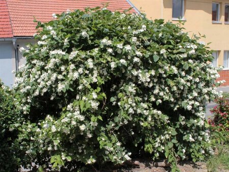 Philadelphus coronarius 60-100 cm wortelgoed 3-5 tak struik - afbeelding 1