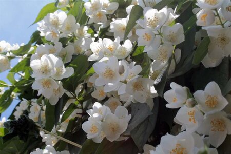 Philadelphus coronarius 60-100 cm wortelgoed 3-5 tak struik - afbeelding 2