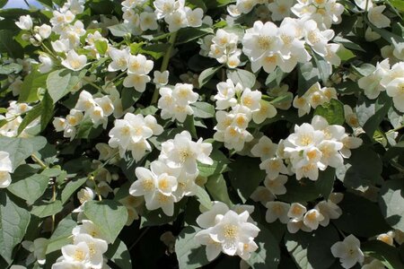 Philadelphus coronarius 60-100 cm wortelgoed 3-5 tak struik - afbeelding 3