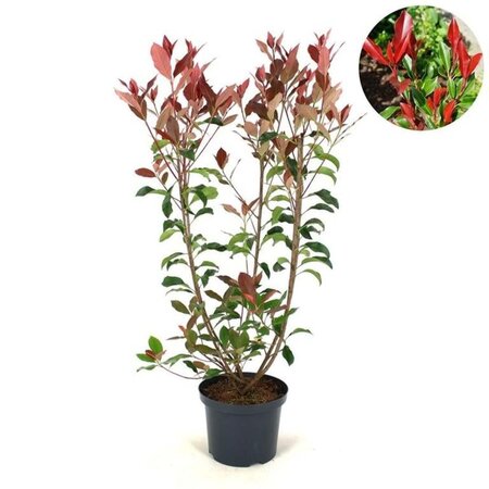 Photinia fraseri Dynamo Red 60-80 cm cont. 5,0L - afbeelding 2