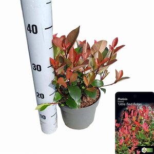 Photinia fraseri 'Little Red Robin' 20-30 cm cont. 2,0L - afbeelding 6