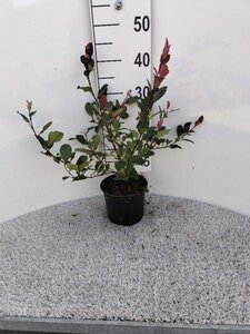 Photinia fraseri 'Little Red Robin' 20-30 cm cont. 2,0L - afbeelding 2