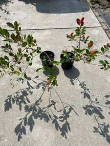 Photinia fraseri 'Little Red Robin' 20-30 cm cont. 2,0L - afbeelding 4