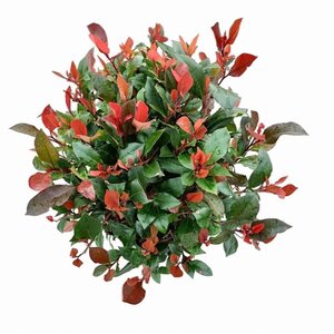 Photinia fraseri 'Little Red Robin' 40-50 cm cont. 10L - afbeelding 1