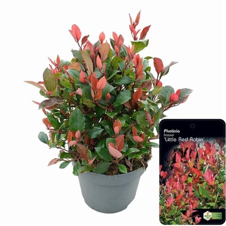 Photinia fraseri 'Little Red Robin' 40-50 cm cont. 10L - afbeelding 2