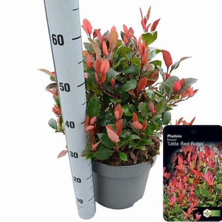 Photinia fraseri 'Little Red Robin' 40-50 cm cont. 10L - afbeelding 3