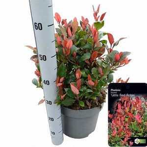 Photinia fraseri 'Little Red Robin' 40-50 cm cont. 10L - afbeelding 3