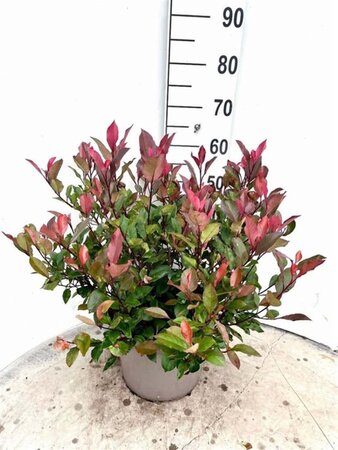 Photinia fraseri 'Little Red Robin' 40-60 cm cont. 10L - afbeelding 4