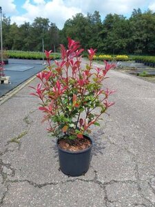 Photinia fraseri Carré Rouge 60-80 cm cont. 10L