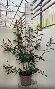 Photinia fraseri 'Red Robin'= 'Roodborstje' 100-125 cm cont. 10L - afbeelding 2