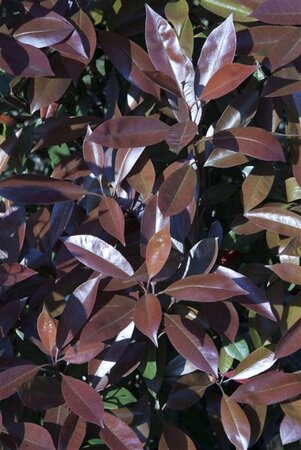 Photinia fraseri 'Red Robin'= 'Roodborstje' 100-125 cm cont. 10L - afbeelding 7