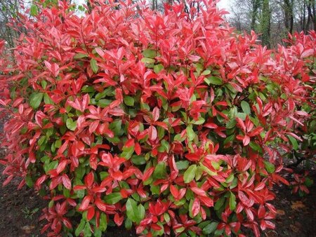 Photinia fraseri 'Red Robin'= 'Roodborstje' 100-125 cm cont. 7,5L - afbeelding 2