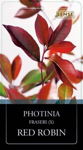 Photinia fraseri 'Red Robin'= 'Roodborstje' 100 cm stam cont. 10L - afbeelding 3