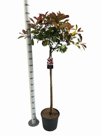 Photinia fraseri 'Red Robin'= 'Roodborstje' 100 cm stam cont. 10L - afbeelding 5