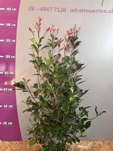 Photinia fraseri 'Red Robin'= 'Roodborstje' 125-150 cm cont. 15L - afbeelding 8