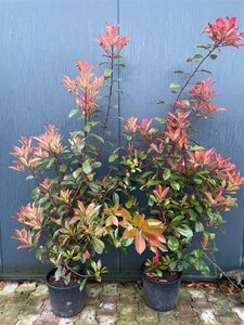 Photinia fraseri 'Red Robin'= 'Roodborstje' 150-175 cm cont. 15L - afbeelding 8