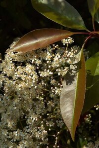 Photinia fraseri 'Red Robin'= 'Roodborstje' 150 cm stam container - afbeelding 9