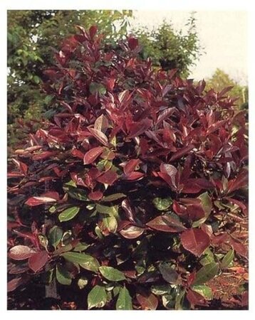 Photinia fraseri 'Red Robin'= 'Roodborstje' 150 cm stam container - afbeelding 3