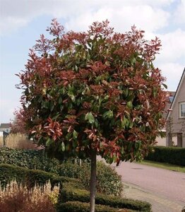 Photinia fraseri 'Red Robin'= 'Roodborstje' 150 cm stam container - afbeelding 10