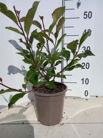 Photinia fraseri 'Red Robin'= 'Roodborstje' 40-50 cm cont. 2,0L - afbeelding 1