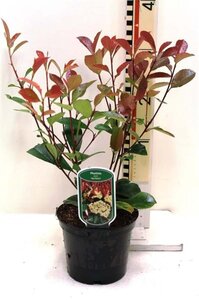 Photinia fraseri 'Red Robin'= 'Roodborstje' 40-50 cm cont. 2,0L - afbeelding 2